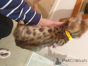 Photo №2 de l'annonce № 176768 de la vente bengal - acheter à Serbie annonce privée