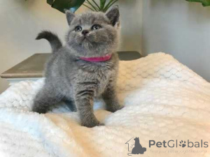 Photo №4. Je vais vendre british shorthair en ville de Berlin.  - prix - négocié