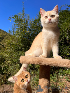 Photo №1. british shorthair - à vendre en ville de Gelendzhik | Gratuit | Annonce № 154748