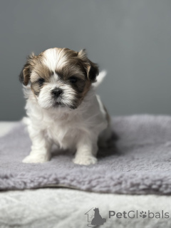 Photo №1. shih tzu - à vendre en ville de New york | 319€ | Annonce №139179