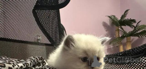 Photo №2 de l'annonce № 176007 de la vente scottish fold - acheter à Allemagne annonce privée