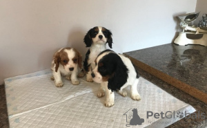 Photo №1. cavalier king charles spaniel - à vendre en ville de Дортмунд | Gratuit | Annonce №123636