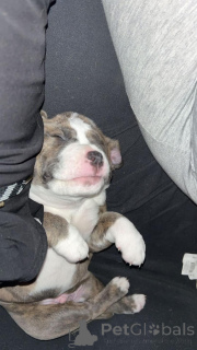 Photo №4. Je vais vendre bouledogue américain en ville de 665 Site Colonia. annonce privée - prix - 833€