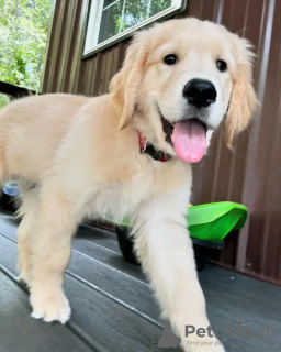 Photo №2 de l'annonce № 120381 de la vente golden retriever - acheter à Allemagne annonce privée