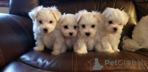 Photo №1. bichon maltais - à vendre en ville de Särkisalo | Gratuit | Annonce №110677