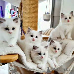 Photo №1. ragdoll - à vendre en ville de Cologne | 250€ | Annonce № 155936