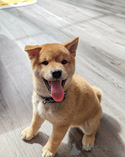 Photo №1. shiba - à vendre en ville de Bratislava | négocié | Annonce №178023
