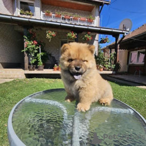 Photos supplémentaires: Chow-chow mâle