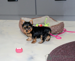 Photo №2 de l'annonce № 172123 de la vente yorkshire terrier - acheter à Le japon 