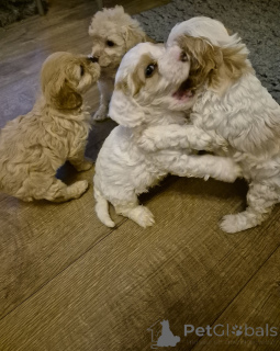 Photo №3. Beaux chiots Cavapoo. Irlande