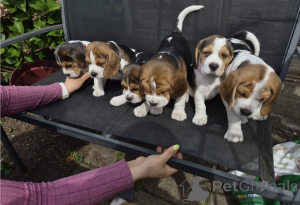 Photo №1. beagle - à vendre en ville de Limassol | négocié | Annonce №168872