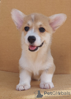 Photo №2 de l'annonce № 114855 de la vente welsh corgi - acheter à Serbie éleveur