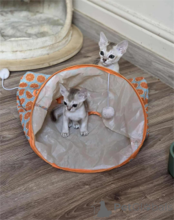 Photo №1. singapura - à vendre en ville de Erkner | 350€ | Annonce № 155127