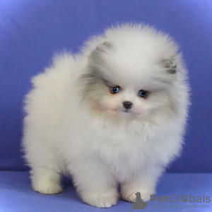 Photo №1. spitz nain - à vendre en ville de Торонто | négocié | Annonce №134038