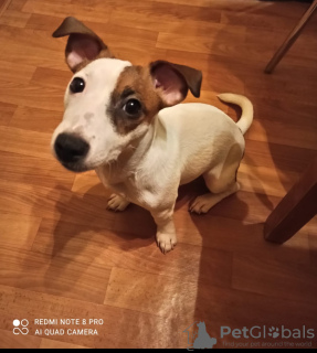 Photo №2 de l'annonce № 9475 de la vente jack russell terrier - acheter à Turquie annonce privée