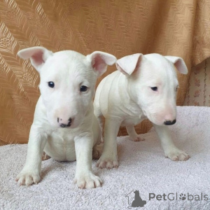 Photo №3. Mignons chiots Bull Terrier à vendre. WhatsApp professionnel 4915781334108. Lituanie