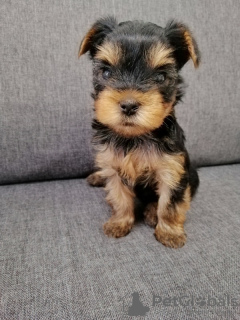 Photo №1. biewer yorkshire terrier, yorkshire terrier - à vendre en ville de Narva | 450€ | Annonce №73048