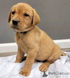 Photo №2 de l'annonce № 157839 de la vente labrador retriever - acheter à La Grande-Bretagne annonce privée