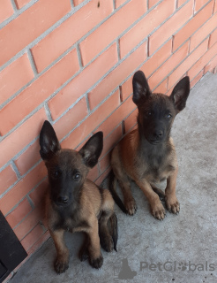 Photo №3. Chiots Berger Belge Malinois à vendre. Fédération de Russie