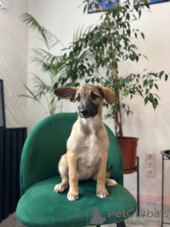 Photo №4. Je vais vendre chien bâtard en ville de Москва. annonce privée - prix - Gratuit