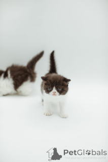 Photo №2 de l'annonce № 144556 de la vente persan - acheter à Allemagne éleveur