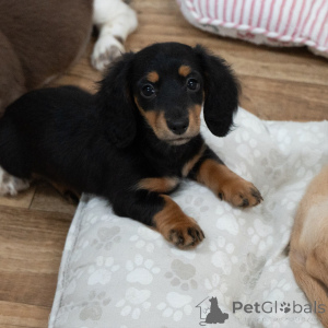 Photo №3. Chiots mini teckel de qualité supérieure élevés avec soin et amour. Allemagne