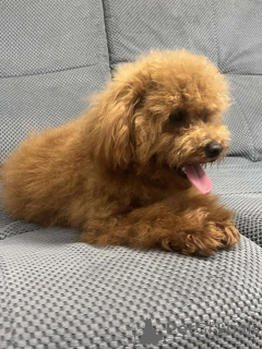 Photo №4. Je vais vendre caniche (jouet) en ville de Kiev. annonce privée, de la fourrière, éleveur - prix - 1500€