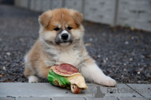 Photo №3. Chiots Akita Inu. Biélorussie