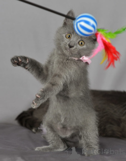 Photo №1. bleu russe - à vendre en ville de Helsinki | 250€ | Annonce № 154774