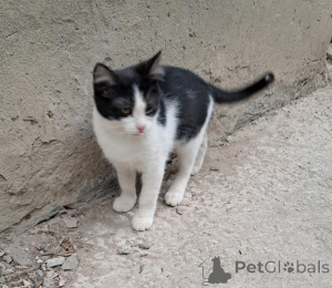 Photo №2 de l'annonce № 146129 de la vente  - acheter à Fédération de Russie 