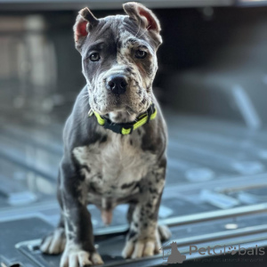 Photo №4. Je vais vendre cane corso en ville de Augsbourg. annonce privée - prix - 700€