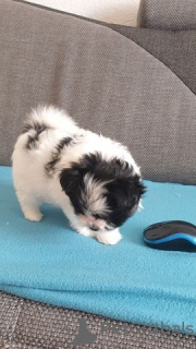 Photo №1. shih tzu - à vendre en ville de Berlin | Gratuit | Annonce №126574