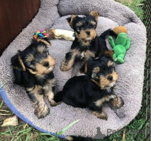 Photo №1. yorkshire terrier - à vendre en ville de Barcelone | 750€ | Annonce №160478