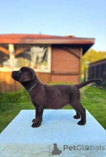Photo №2 de l'annonce № 160200 de la vente labrador retriever - acheter à Allemagne annonce privée