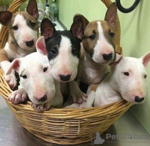 Photo №1. bull terrier - à vendre en ville de Orleans | 425€ | Annonce №129538