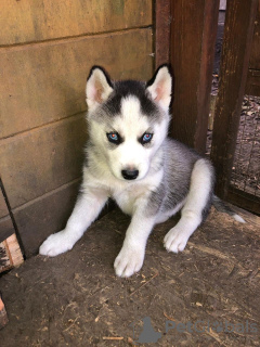 Photo №1. husky de sibérie - à vendre en ville de Mainz | 350€ | Annonce №114669