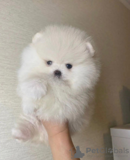 Photo №2 de l'annonce № 103474 de la vente spitz nain - acheter à Estonie 