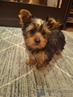 Photo №4. Je vais vendre biewer yorkshire terrier, yorkshire terrier en ville de Riga. annonce privée, de la fourrière, éleveur - prix - 600€