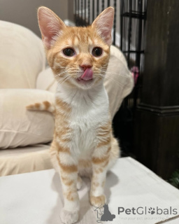 Photo №1. chat de gouttière - à vendre en ville de Munich | 500€ | Annonce № 150614