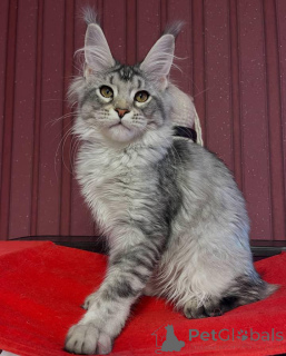 Photo №1. maine coon - à vendre en ville de Aston | 2500€ | Annonce № 160520