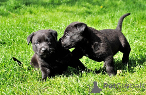 Photos supplémentaires: Superbes chiots labrador noir