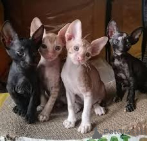Photo №2 de l'annonce № 170892 de la vente cornish rex - acheter à La finlande annonce privée, éleveur