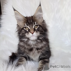 Photo №2 de l'annonce № 146002 de la vente maine coon - acheter à La Grande-Bretagne annonce privée