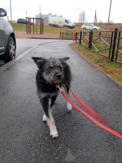Photo №3. Chien brownie affectueux. Fédération de Russie
