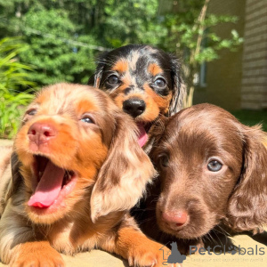 Photo №3. Chiot teckel à adopter. Irlande