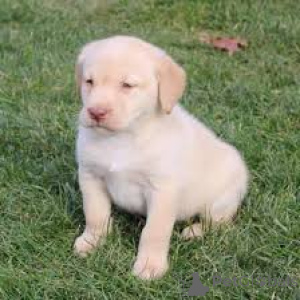Photo №3. Labrador Retriever Welpen à vendre. La Grande-Bretagne