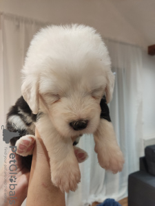 Photo №3. Vieux chien de berger anglais - Chiots Bobtail à vendre. La croatie