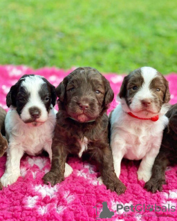 Photo №2 de l'annonce № 31541 de la vente  - acheter à Bahrein annonce privée