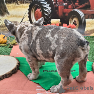 Photo №2 de l'annonce № 175379 de la vente bouledogue - acheter à USA annonce privée