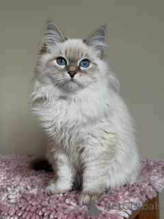 Photo №3. Wunderschönes Sibirisches Kätzchen. Allemagne